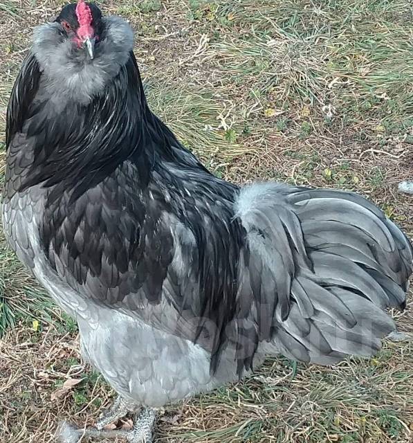 Петушки Амераукана, в наличии. Цена: 1 500₽ в Уссурийске