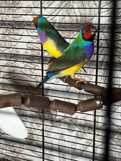 Бірінші топтық сексті қараңыз