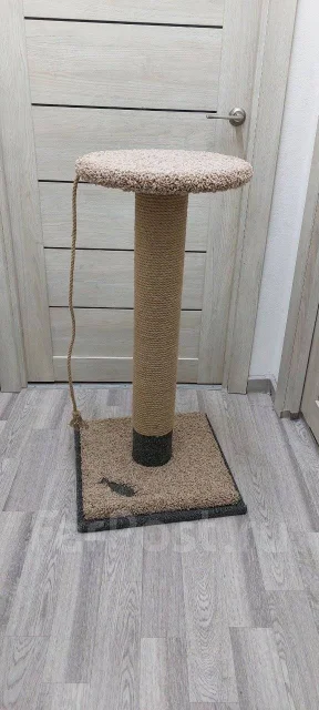 ������ ��� ����� ����
