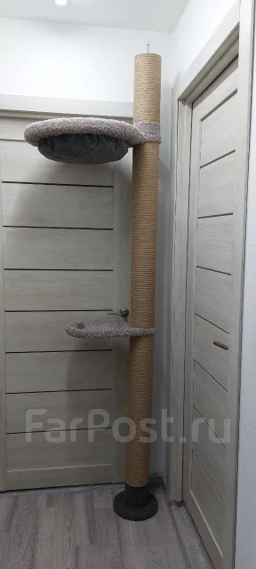 ������ ��� ����� ����