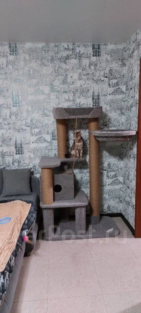 ������ ��� ����� ����