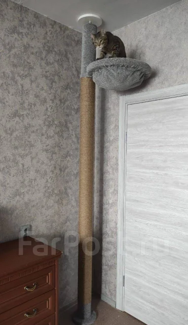 ������ ��� ����� ����