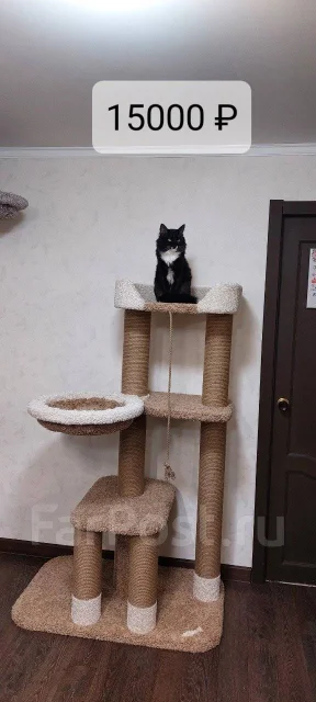 ������ ��� ����� ����