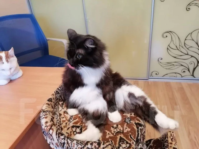 �����. ����