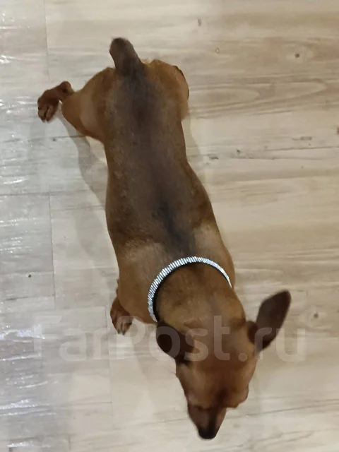 �����������. ����