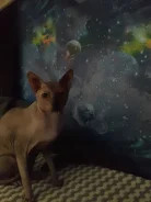����� �����. ����