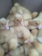 ����. ����