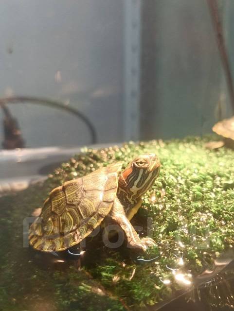 Маленькие красноухие черепахи, в наличии. Цена: 700₽ в Находке