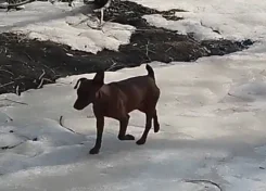������. ����