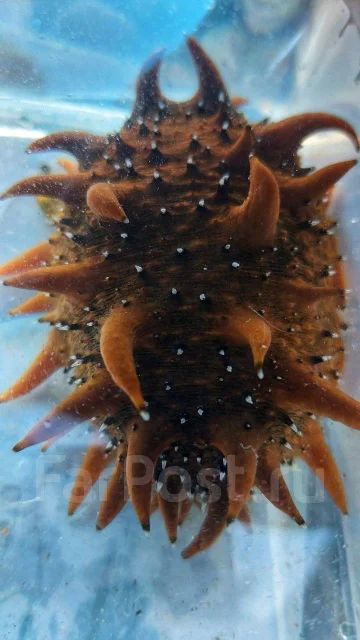 ������ SUP-�����. ����