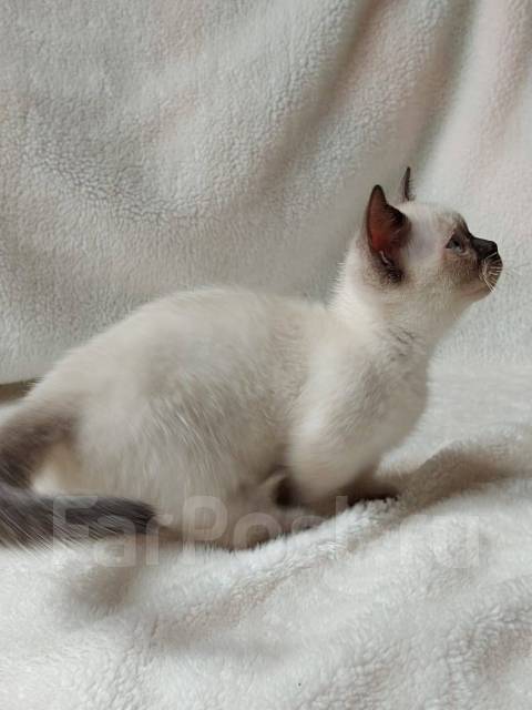 Манчкин, в наличии. Цена: 25 000₽ во Владивостоке