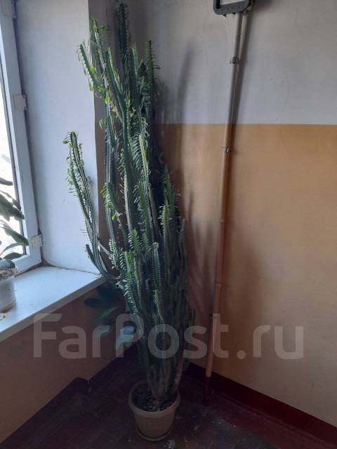 Отдам большой кактус во Владивостоке
