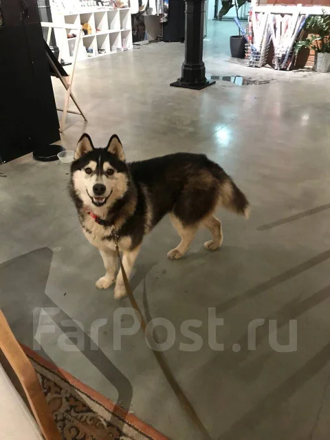 �����. ����