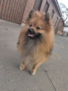 ����. ����