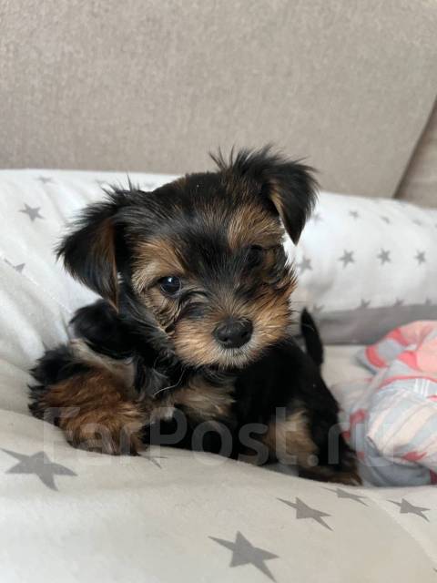 Продам щенков Йорка во Владивостоке