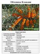 Купить семена, саженцы, растения в Хабаровске | Фарпост