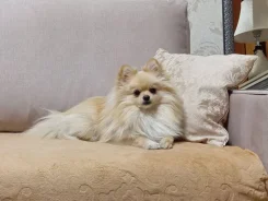 ����. ����