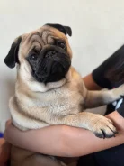 ����. ����