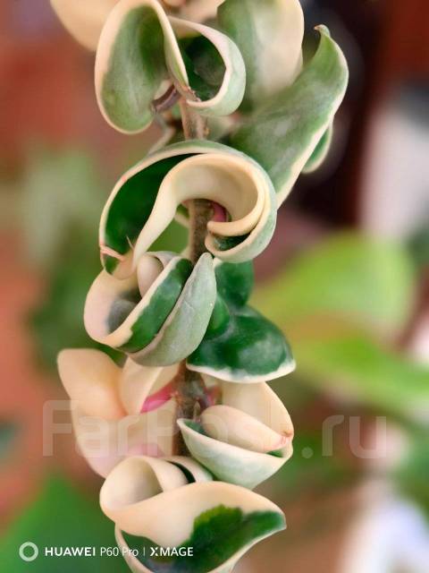 Хойя Компакта Регалис Вариегатная, в наличии. Цена: 1 200₽ во Владивостоке