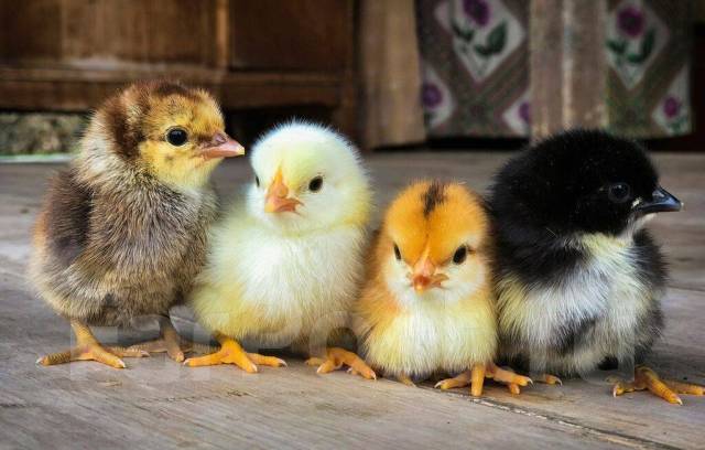 Продам цыплят, в наличии. Цена: 120₽ во Владивостоке