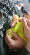 ����. ����
