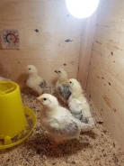 ����. ����