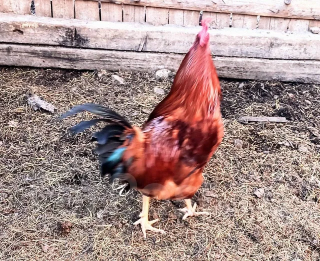 ����. ����
