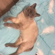 �����. ����