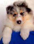 �����. ����