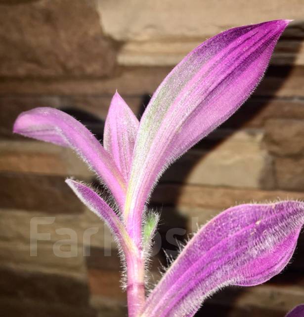 Традесканция pink furry, в наличии. Цена: 400₽ во Владивостоке