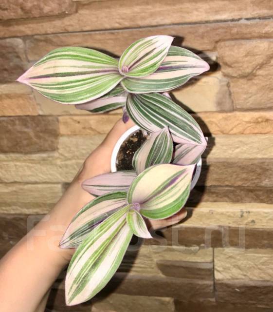 Традесканция pink furry, в наличии. Цена: 400₽ во Владивостоке