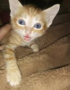 �����. ����