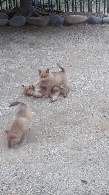 �����. ����