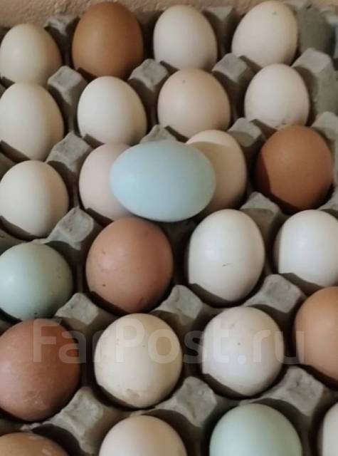 Яйцо куриное домашнее, в наличии. Цена: 180₽ во Владивостоке