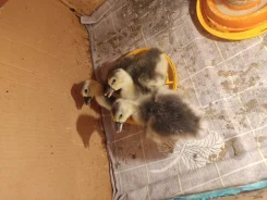 ����. ����