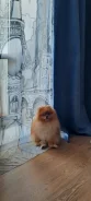 ����. ����