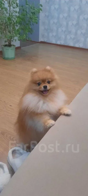 ����. ����