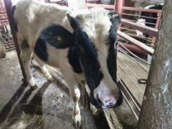 , - -.     .   (. ) 7 