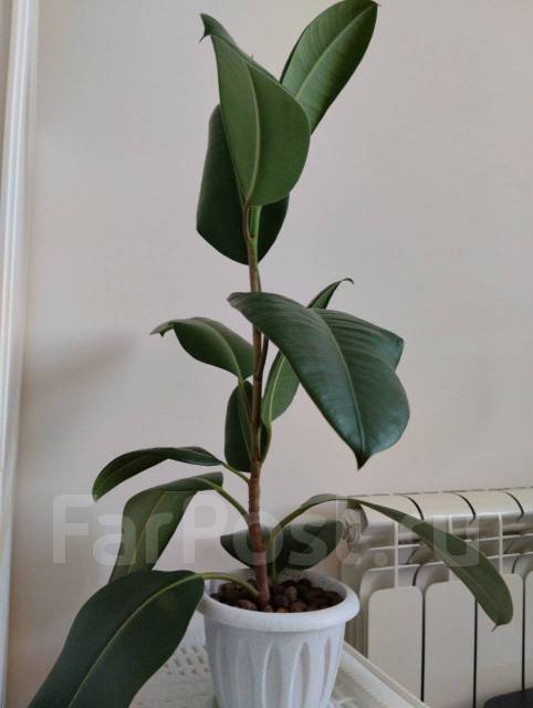 Цветок домашний фикус, в наличии. Цена: 500₽ во Владивостоке