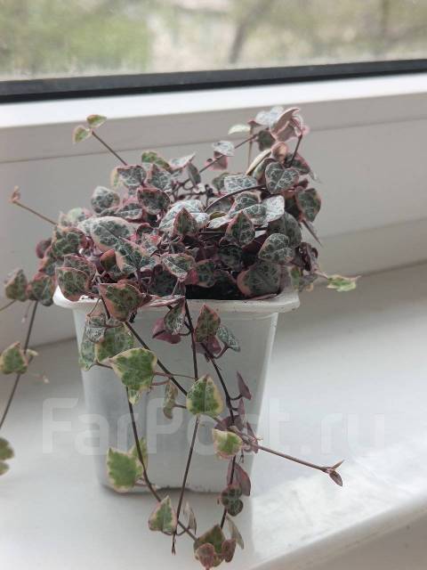 Церопегия Вуда вариегатная, в наличии. Цена: 400₽ во Владивостоке