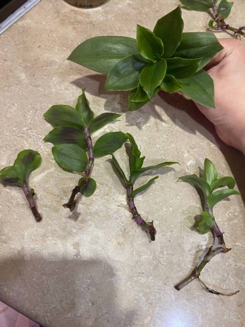 Традесканция зеленая гигантская кустистая. Плотный лист, в наличии ...