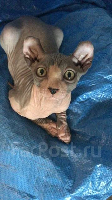 ����. ����