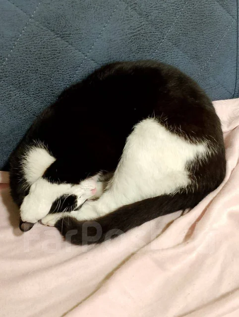 ��������� ��� ��������. ����