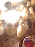 ����. ����