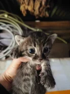 �����. ����