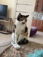 �����. ����