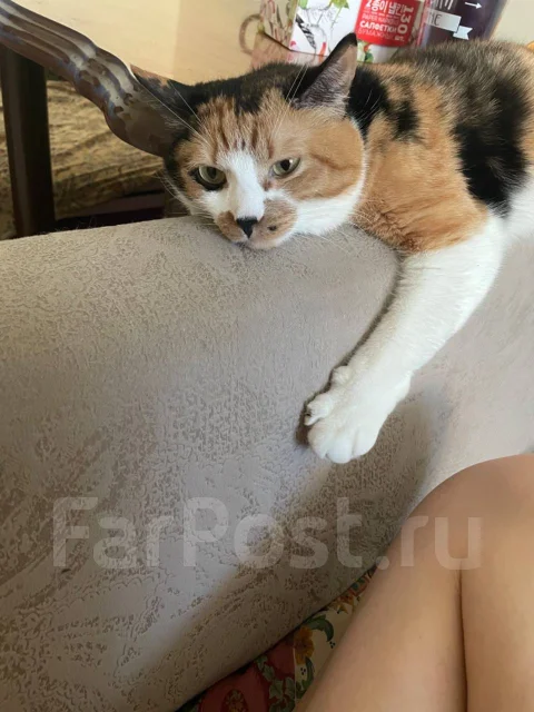 �����. ����