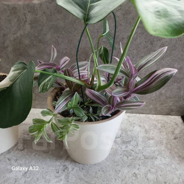 Монстера альба традесканция розовая пантера, в наличии. Цена: 3 500₽ во ...