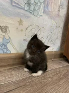 �����. ����