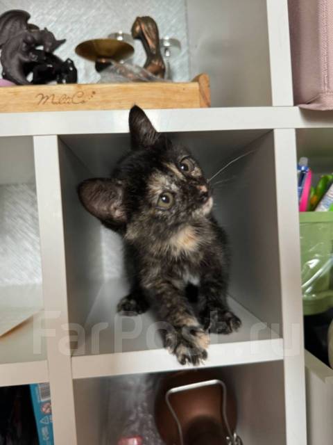 Кошка умная красивая 2 месяца во Владивостоке